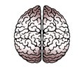 Vector Outline Illustration Of Human Brain On White Background. Cerebral Hemispheres.Convolutions Of The Mind Brain.