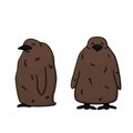 Vector outline illustration of king penguin brown chicks. Doodle cartoon single isolated kid fluffy animals on white background. Royalty Free Stock Photo