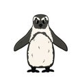 Vector outline illustration of penguin. Doodle cartoon single isolated fluffy animal on white background. Front view Royalty Free Stock Photo