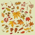 Vector outline illustration sketch branches with autumn leaves, cones, dried flowers and ripe berries. Set colourful