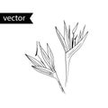 Vector outline illustration of tropical plant. Simple black and white hand drawn bird of paradise flowers Royalty Free Stock Photo