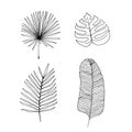 Vector outline illustration of tropical plants. Hand drawn set of different palm leaves Royalty Free Stock Photo