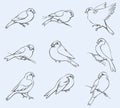 Vector outline image. Set of tits and bullfinches