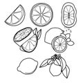 Vector outline lemon set, fruit icon for design