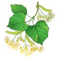 Vector outline Linden or Tilia or Basswood flower bunch, bract, fruit and ornate green leaf isolated on white background.