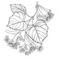 Vector outline Linden or Tilia or Basswood flower bunch, bract, fruit and ornate leaf in black isolated on white background. Royalty Free Stock Photo