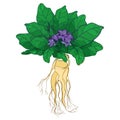 Vector outline Mandragora officinarum or Mediterranean mandrake violet flower bunch, ornate leaf and root isolated on white.