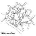 Vector outline Mistletoe or Viscum album on the tree in black isolated on white background. Bunch with leaves and berry.