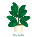 Vector outline ornamental houseplant Ficus elastic or rubber plant in beige flowerpot on white background. Indoor Ficus.