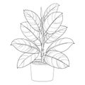 Vector outline ornamental houseplant Ficus elastic or rubber plant in pot isolated on white background. Ficus in contour style.