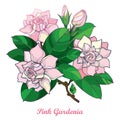 Vector outline pink Gardenia flower bouquet, bud and ornate green leaves isolated on white background. Royalty Free Stock Photo