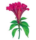 Vector outline red Celosia crisrtata or Cockscomb flower and ornate green leaves isolated on white background.