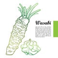 Vector outline root with cut leaves and paste of Wasabi or Japanese horseradish in green isolated on white background. Royalty Free Stock Photo