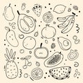 Vector set of different fruits and berries in doodle style. Simple vector doodle illustration. Fruits isolated on background Royalty Free Stock Photo