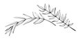 Vector outline spice rosemary sprigs in doodle style. Clip art for kitchen, design