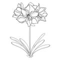 Vector outline tropical bulbous Amaryllis or belladonna Lily flower bunch and leaf in black isolated on white background.