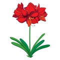 Vector outline tropical bulbous Amaryllis or belladonna Lily flower bunch and leaf in red isolated on white background.