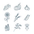 Vector outline vegetables and cereal grains icons set. Autumn harvest line art illustration.