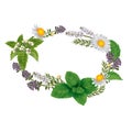 Vector oval ornament of herbs and flowers for labels