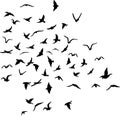 Vector painted flock of birds isolated on white background Royalty Free Stock Photo