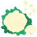 Vector painterly coliflower editable, scalable illustration. Royalty Free Stock Photo