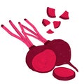 Vector painterly set of beets, beetroot, raw and cut.