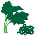 Vector painterly spinach set editable, scalable illustration.