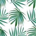 Vector palm frond. Tropical leaves seamless pattern. Royalty Free Stock Photo