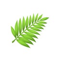 Vector palm leaf