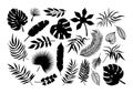 Vector Palm leaf icons set. Black tropical plants leaves silhouette exotic collection. Monstera, fan palm, banana