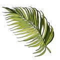 Vector palm leaves, jungle leaves isolated on white background. Palm Leaf Sketch