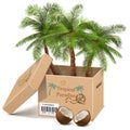 Vector Palm Tree in Box isolated on white background Royalty Free Stock Photo
