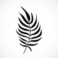 Vector Palm Tree Leaf Silhouette Isolated on White Background. Black exotic tropical plant part. Coconut palm branch Royalty Free Stock Photo