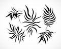 Vector Palm Tree Leaves Silhouette Set Isolated on White Background. Black exotic tropical plant part collection. Hand Royalty Free Stock Photo