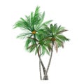 Summer tree palm icon vector illustration. Royalty Free Stock Photo