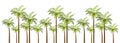 Vector Palm trees illustration for your business.