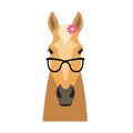 Vector palomino flat style horse head in sunglasses wearing flower