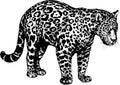 Vector panther jaguar wild cats illustration Royalty Free Stock Photo