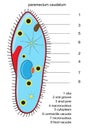 Vector paramecium structure