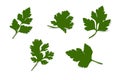 vector parsley of different shapes, realism with shade, greenery