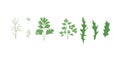 Vector parsley, dill, arugula, rucola illustration in simple flat style. Herbs, grass