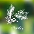 Vector parsley illustration on blur background. Botanical hand drawn sketch of spice in engraving style.
