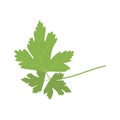 Vector parsley illustration isolated in cartoon style. Herbs and Species Series.