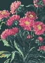 Vector pastel drawing of bouquet bright pink garden asters