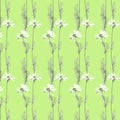 Vector pattern from botanical set of realistic bicolor herbs, chamomiles. Royalty Free Stock Photo