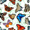 Vector pattern of colored butterflies. Royalty Free Stock Photo