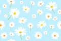 Vector pattern illusration white daisy flowers on a blue background. EPS10.