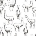 Vector pattern with lamas