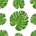 Vector Seamless of Monstera