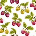 Vector pattern with multi-colored raspberries.